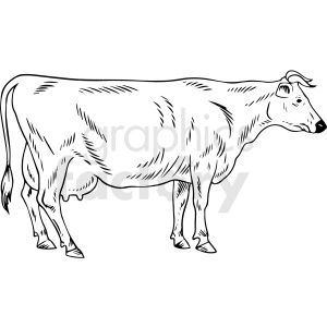 black and white realistic cow vector clipart