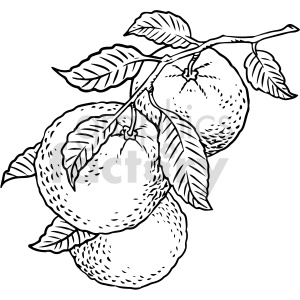 The clipart image depicts a black and white illustration of a branch from an orange tree. The branch has several round shapes attached to it, which represent oranges.
