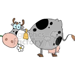 Grey and black cow with a bell on neck and flower in mouth