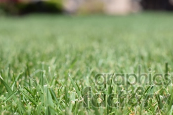 grass yard