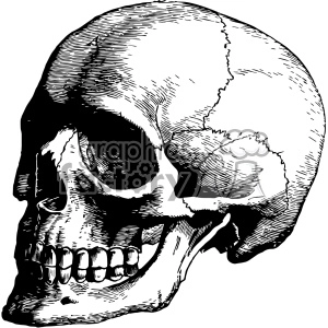 The clipart image shows a vintage-style illustration of a human skull in a three-quarter view. The skull is depicted using black and white lines and shading, with intricate details such as the jawbone and eye sockets. This type of illustration is often used in body art, such as tattoos.
