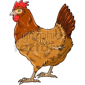The clipart image shows a cartoon-style illustration of a chicken vector clipart. Chickens are commonly raised for their meat, which is a popular food source around the world.