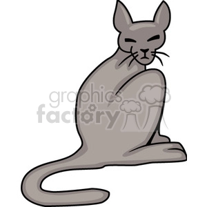 Gray cat sitting on hind legs