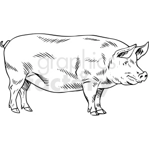 black and white realistic pig vector clipart