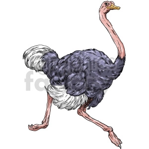ostrich vector graphic