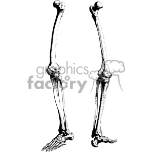 William Cheselden vector leg bones anatomy art